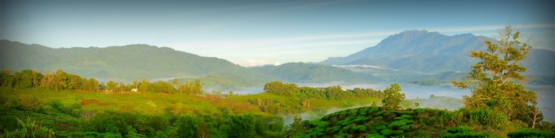 borneo sabah tea farm